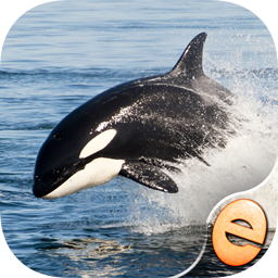 Jigsaw Wonder Orca Puzzles for Kids